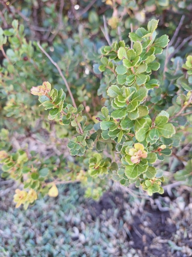 Dune Currant (Searsia crenata)
