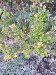 Dune Currant (Searsia crenata)
