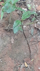 Cladoxerus
