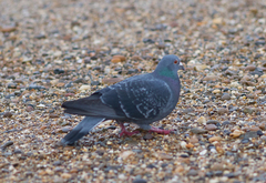 Columba livia domestica