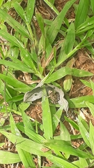 Thoropa miliaris