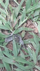 Thoropa miliaris