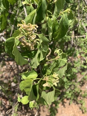 Marsdenia macrantha