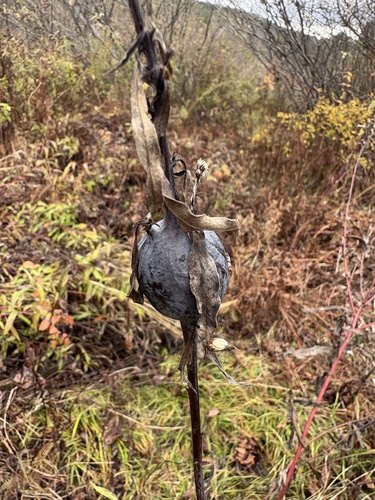 Unknown species found near Elm St, Montpelier, VT, US