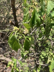 Marsdenia macrantha