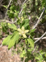 Marsdenia macrantha