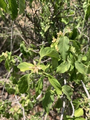 Marsdenia macrantha