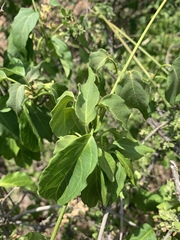 Marsdenia macrantha