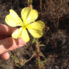 Oenothera elata hirsutissima