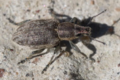 Tanymecus palliatus