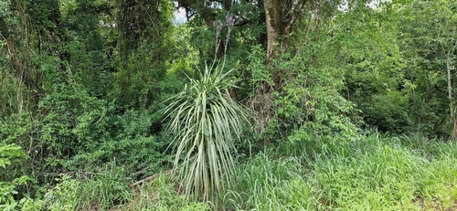 Cordyline sellowiana, photograph 3