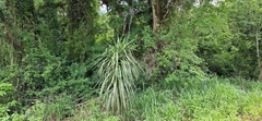 Cordyline sellowiana, photograph (c) Jens-Christian Svenning, some rights reserved (CC BY)