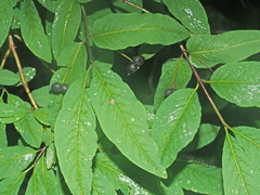 Lonicera nigra