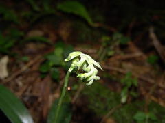 Cyclopogon congestus