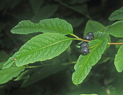 Lonicera nigra