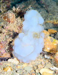 Phallusia mammillata