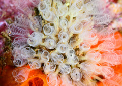 Pycnoclavella communis