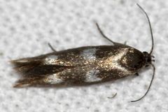 Scythris scopolella
