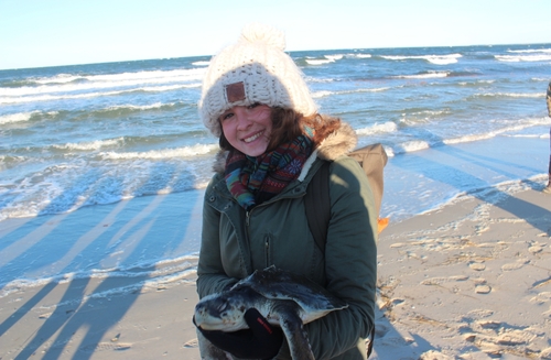 Kemp's Ridley Sea Turtle photographed in Massachusetts