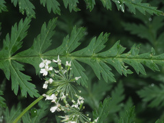 Chaerophyllum villarsii