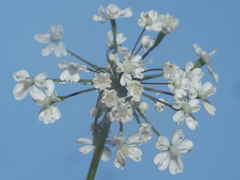 Chaerophyllum villarsii