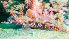 Gobius cruentatus
