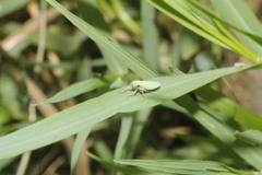 Draeculacephala clypeata