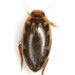 Coptotomus - Photo (c) Mike Quinn, Austin, TX, algunos derechos reservados (CC BY-NC), subido por Mike Quinn, Austin, TX