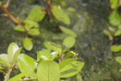 Ischnura capreolus