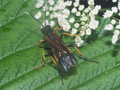 Tenthredo crassa