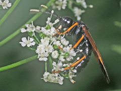 Tenthredo crassa