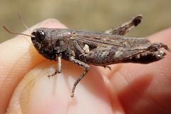 Omocestus haemorrhoidalis haemorrhoidalis