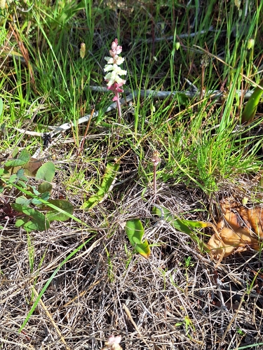 Lachenalia peersii