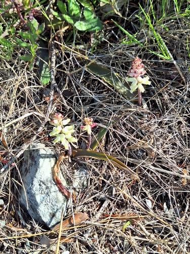 Lachenalia peersii