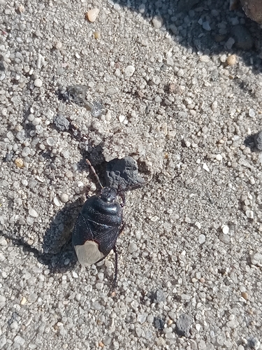 Black burrowing bug, City of Cape Town, ZA-WC, ZA, photo 9 of 10