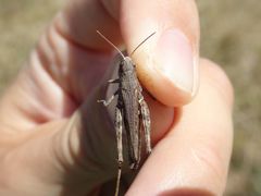 Omocestus haemorrhoidalis haemorrhoidalis