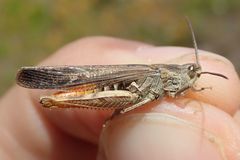 Chorthippus biguttulus biguttulus