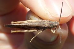 Chorthippus biguttulus biguttulus