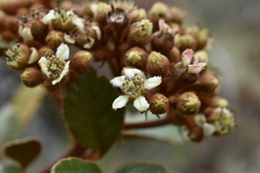 (c) Jhon A. Yuca-Palomino, some rights reserved (CC BY) Hesperomeles ferruginea, photograph (c) Jhon A. Yuca-Palomino, some rights reserved (CC BY)