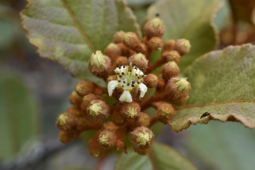 Hesperomeles ferruginea, photograph 5