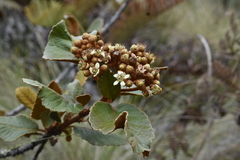 Hesperomeles ferruginea, photograph (c) Jhon A. Yuca-Palomino, some rights reserved (CC BY)