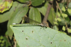 Argia rhoadsi