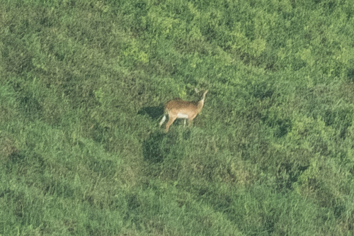 Upemba Lechwe