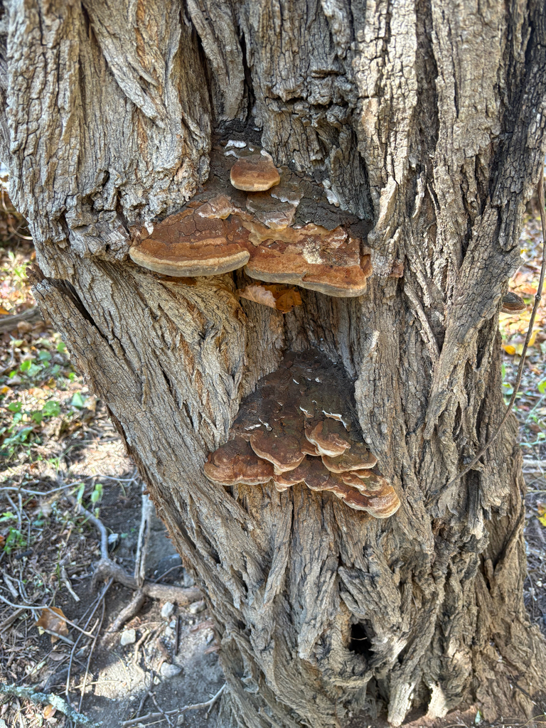 Fulvifomes robiniae · November 2025 · photo: © eml23 (iNaturalist, cc-by)