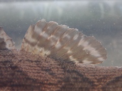 Oxyeleotris marmorata