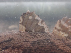 Oxyeleotris marmorata