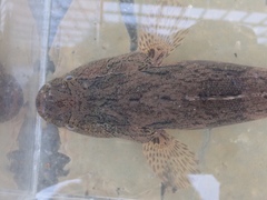 Oxyeleotris marmorata