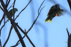 Amazona autumnalis