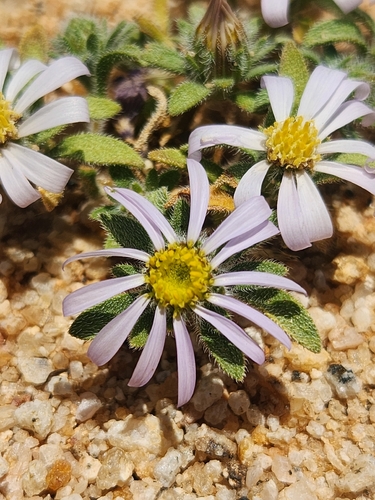 Namaqua Felicia (Felicia namaquana)