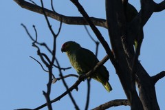 Amazona autumnalis